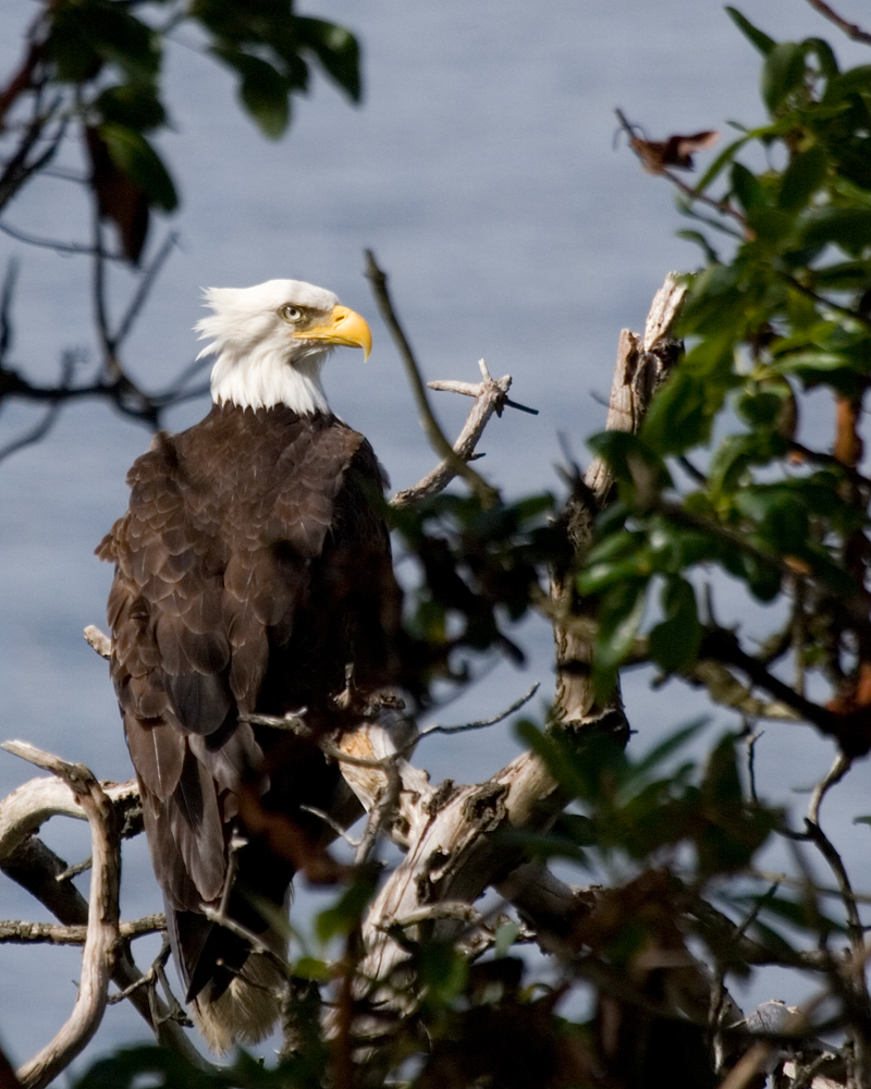 Bald Eagle. Discovery Park.