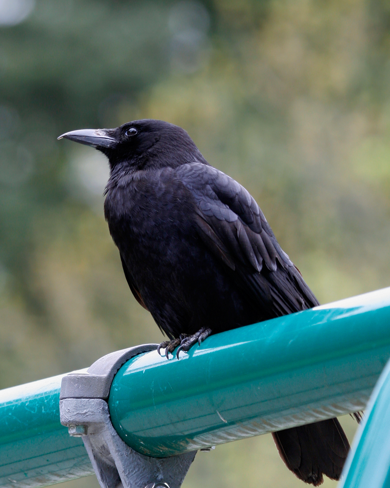 American Crow. Matthew's Beach Park.