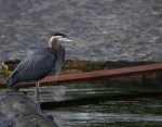 Great Blue Heron. Henry M. Chittenden Locks.