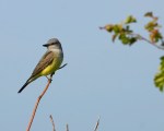 Western Kingbird. Discovery Park.