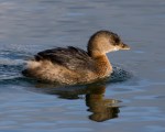 Pied-billed Grebe. Green Lake Park.