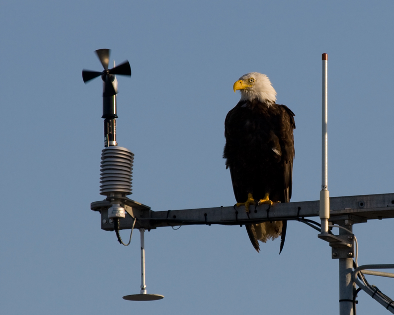 Bald Eagle. Discovery Park.