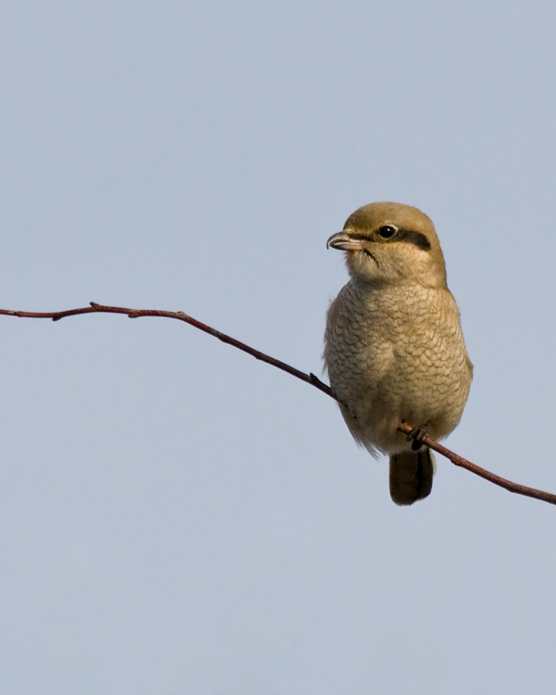 Northern Shrike. Discovery Park.