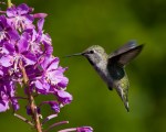 Anna's Hummingbird. Discovery Park.