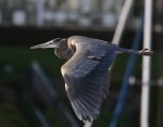 Great Blue Heron in flight. Henry M. Chittenden Locks.