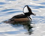 Hooded Merganser. Green Lake Park.