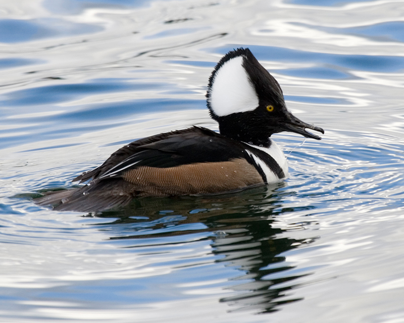 Hooded Merganser. Green Lake Park.