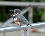 Belted Kingfisher. Henry M. Chittenden Locks.