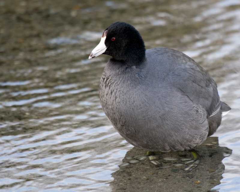 American Coot. Green Lake Park.