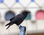 Banded American Crow. Downtown Seattle.