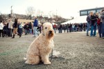 Basil the Wheaten Terrier waits for a treat.