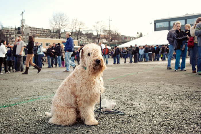 Basil the Wheaten Terrier waits for a treat.