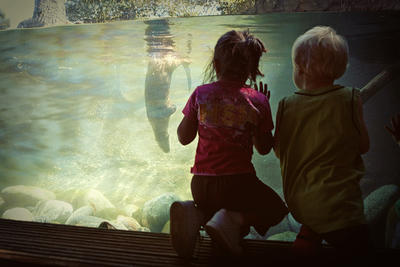 The otters at Woodland Park Zoo fascinate some young Seattle people.