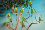Parakeets chill out at the aviary