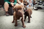 Eight-week-old English Mastiffs Bubba & Tank attend their first parade.