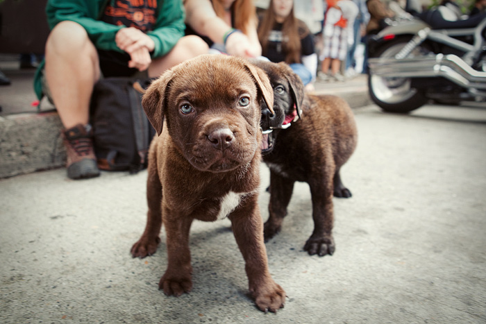 Eight-week-old English Mastiffs Bubba & Tank attend their first parade.