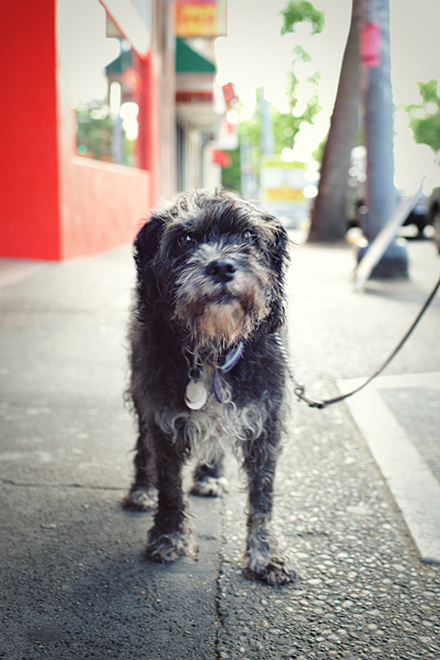 Molly just had a bath. Now she's out for a walk.