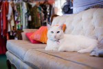 Petunia, a Capitol Hill house cat lives at Pretty Parlor.