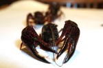 Live crawfish at Crawfish King in Seattle on Sunday May 3, 2009. (Kevin P. Casey/Seattle Weekly)