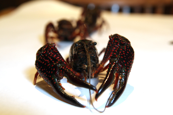 Live crawfish at Crawfish King in Seattle on Sunday May 3, 2009. (Kevin P. Casey/Seattle Weekly)