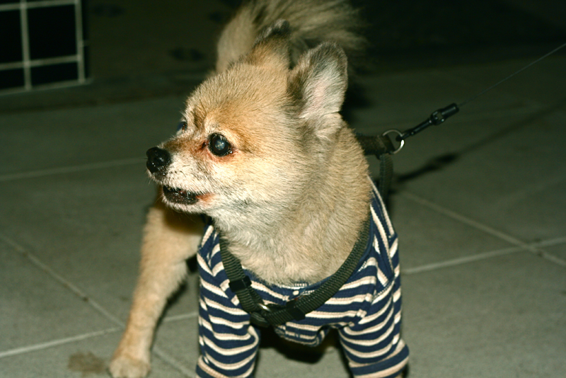 On Friday, April 24, dozens of snuggie-clad Seattleites descended on Ballard pubs
