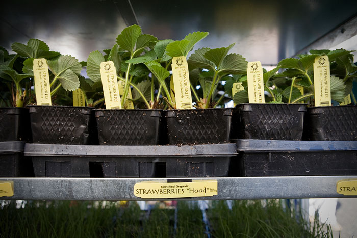 Strawberry starters from Sunseed Certified Organic Farm.