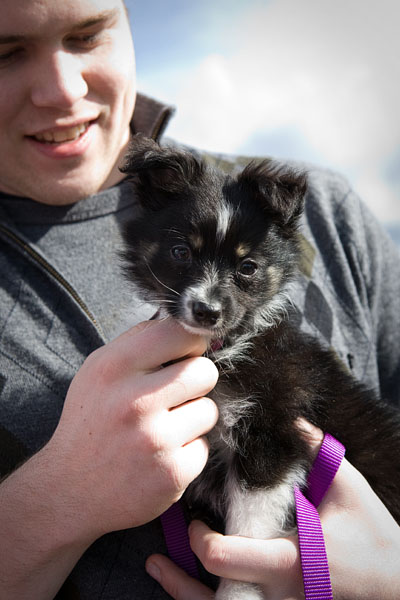 Lola is a 7 week old Toy Australian Shepherd. Seen here with owner Phil.