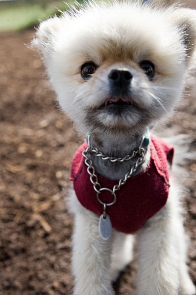Ruby's brother Asta, also a Pomeranian but with a haircut. He's 4 years old.