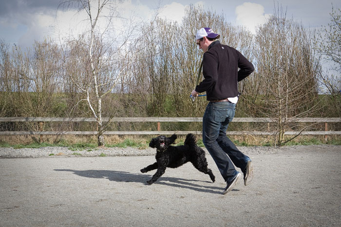 Bijou is a 15-month-old Portuguese Water Dog. Here with owner Keith.