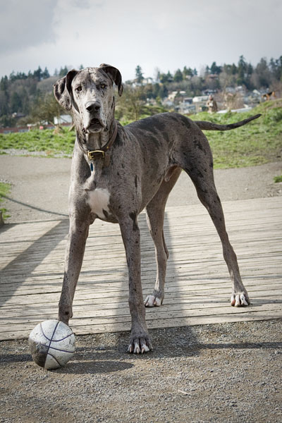 Angus, the Great Dane.