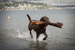 This chocolate Labrador Retriever that would only retrieve that huge branch, nothing else.