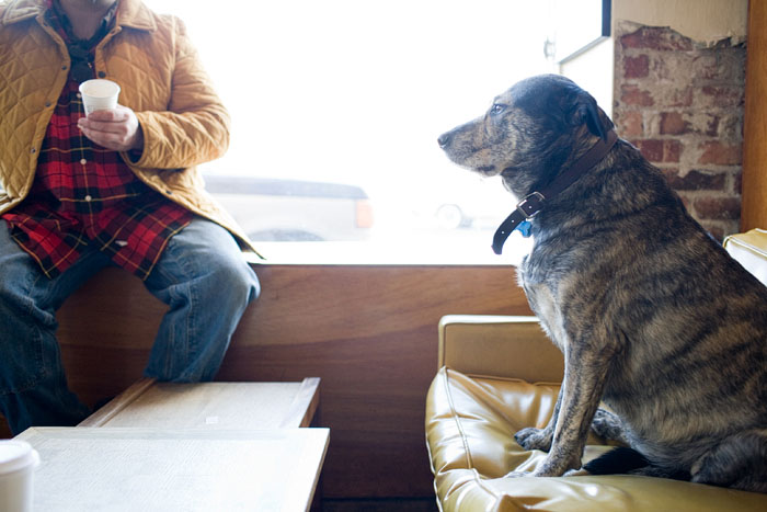 In Georgetown, hounds get priority seating.