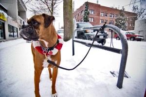 The sleds, the dogs, the people, and the air mattresses. All photos