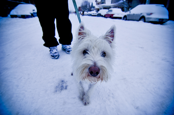 The sleds, the dogs, the people, and the air mattresses. All photos