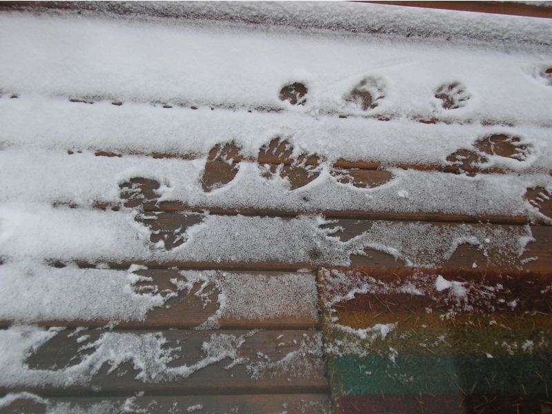 I had a feeling those damn raccoons were coming up to my back door in Bremerton. Now I have proof, you bastards! I thought we had an understanding!