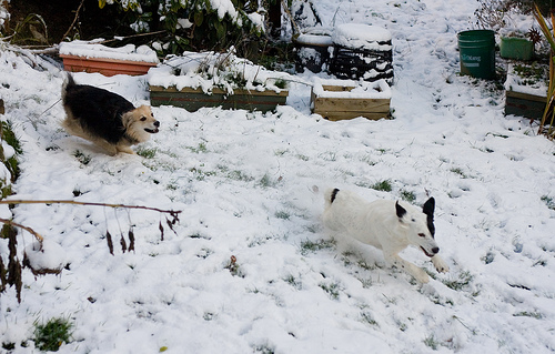 Tweeter Susie sent us in this pic of her pets: While us humans are freaking out, my dogs are loving the snow!