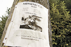 The Lost Cats of Poverty Gulch: I have also lost cats to coyotes, but I don't hate the coyotes for it. They have a right to eat. We don't ban cars, which also are responsible for pet deaths. Coyotes are becoming more noticeable because we take up more and more space and they have fewer places to go, just as with the bobcat and bear nuisances we hear about on the evening news. You can protect your animals and also allow them outdoors.  - Submitted by Sally Neary