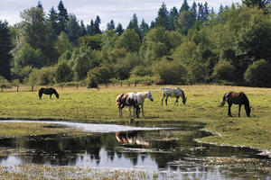 Can't Keep Them Down on the Farm: Ironic to see this headline after an encounter I had on my bicycle trip through the Cascades this past weekend. I took a photo of the Dino Rossi for Governor sign by the road 15 miles from Wenatchee. The bottom of the sign says, Don't let Seattle steal this election. I couldn't believe it. My knee-jerk reaction was, are you kidding me? You're worried that the citizens of Seattle who share the same State might vote to try to democratically elect someone-- and this is 'stealing'? Anyway, it was a stark reminder of the urban/rural wedge, (and the way the Rossi campaign is trying to drive that wedge deeper to rally rural voters). From my experience & ideals, us vs. them is at the heart of most local and global problems. Hope we can keep finding common ground that protects the real interests of rural families. - Submitted by Destiny Williams