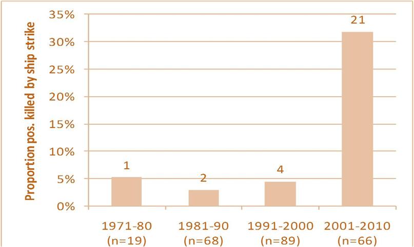 As I and others have reported, the fin whale that washed ashore