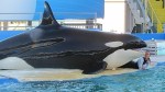 Lolita, the killer whale captured in 1970 off Whidbey Island and sold