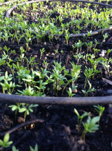 The Madrona Farmers Market returns today from 3 to 7 p.m. in