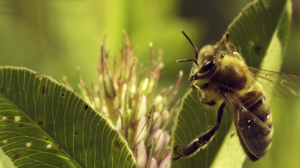 The bees! Not the bees!Kino Lorber