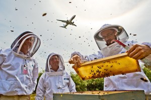 It’s a bird, it’s a plane, it’s a beekeeper!