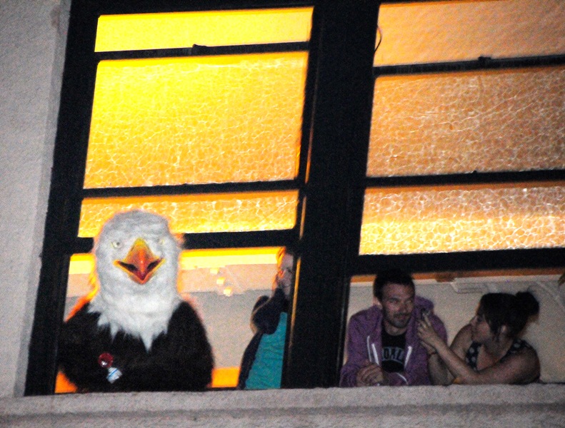 A bald eagle checks out the show.