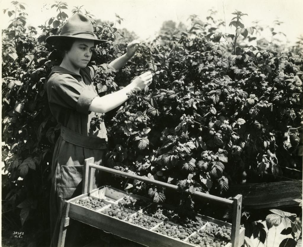 Curtis’ berry picker in 1935.