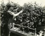 Curtis’ berry picker in 1935.