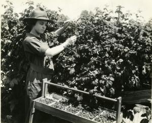 Curtis’ berry picker in 1935.