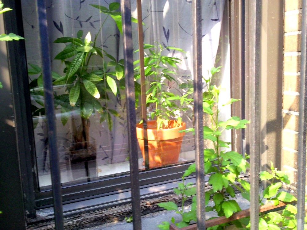 Don’t bogart that joint, my friend, pass it over to Portland, Maine.Last