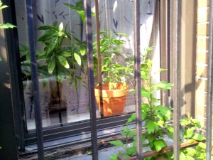 Don’t bogart that joint, my friend, pass it over to Portland, Maine.Last