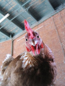 Your entertainment is served.cafenordo.com